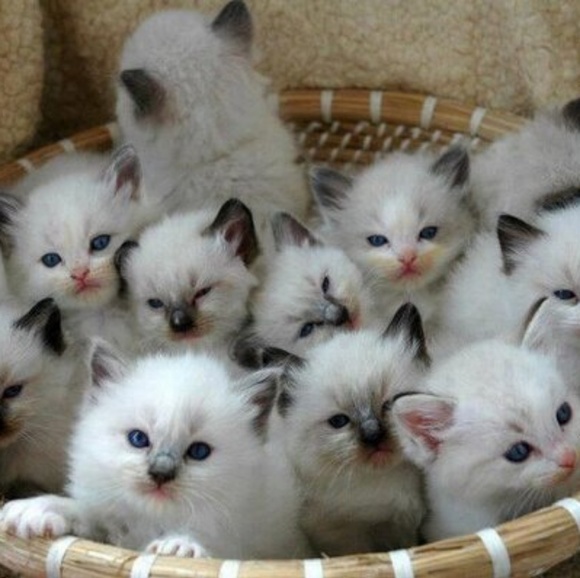 Meet your Posher, Carson - Picture 1 of 1